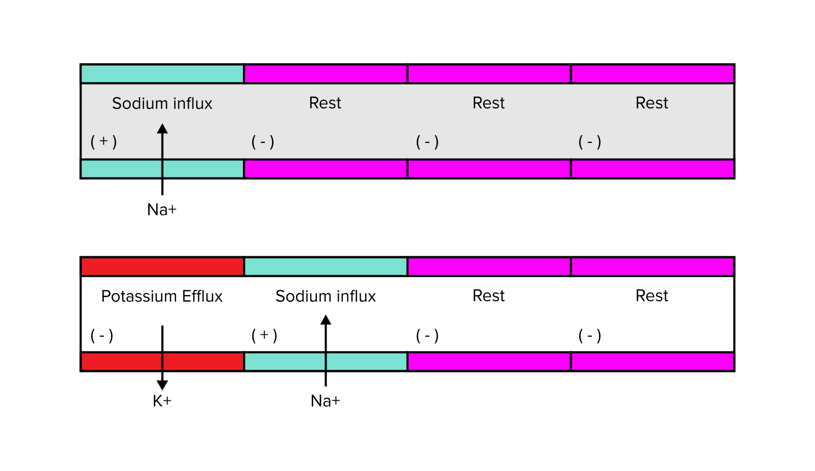 Figure: Propagation of an action potential along an axon