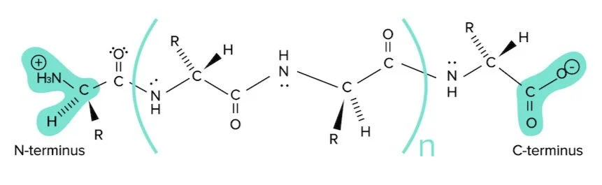 Figure: A simple polypeptide sequence.&nbsp;