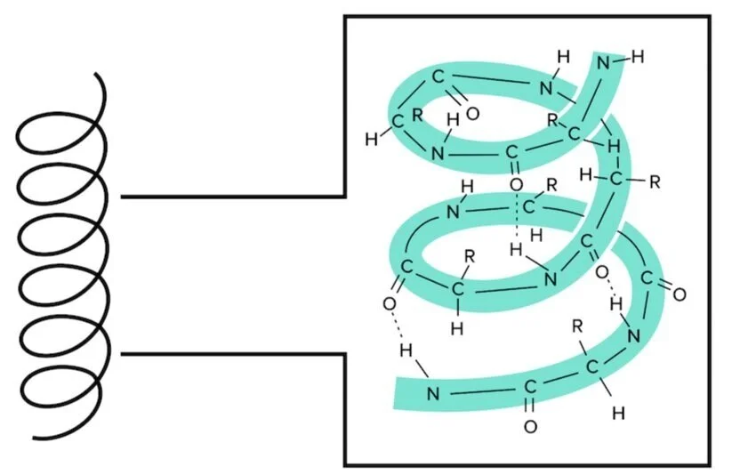 Figure: An alpha helix is an extremely stable secondary structure.
