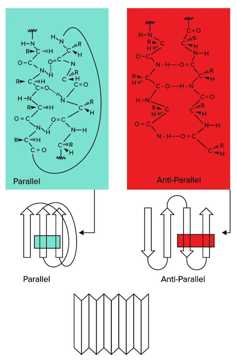 Figure: Beta sheets, another form of secondary structure, can be classified as parallel or antiparallel.