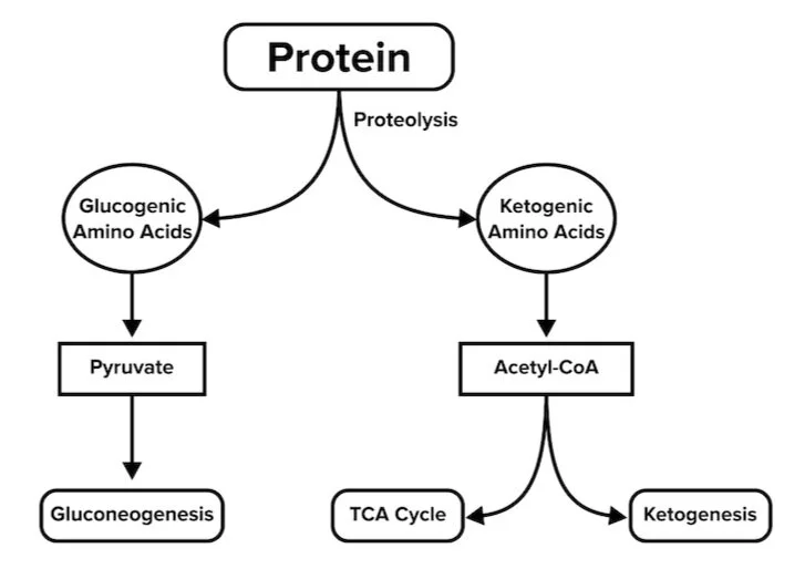 Lipid and Amino Acid Metabolism for the MCAT Everything You Need to