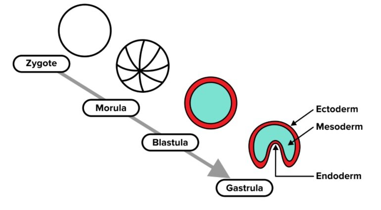 图:合子到原肠胚的发育过程。