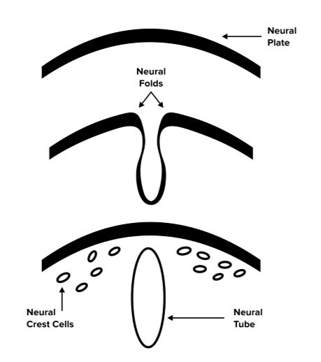 图:神经管的形成和神经嵴细胞的迁移。