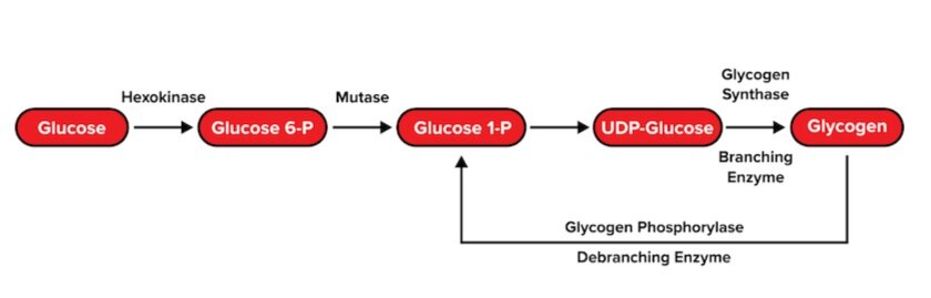 图：糖原生成和糖原分解。