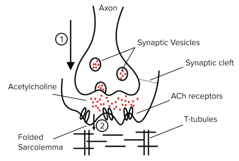 图:动作电位在神经肌肉连接处的传播。(1)动作电位沿轴突向下传递，释放乙酰胆碱到突触间隙。(2)乙酰胆碱与肌膜结合，打开离子通道并通过t小管传播动作电位。
