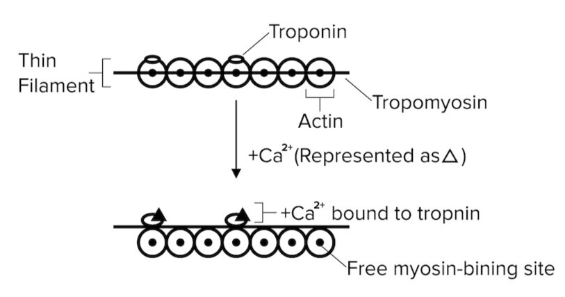 图:Ca2+离子帮助启动肌动蛋白-肌球蛋白交叉桥循环。