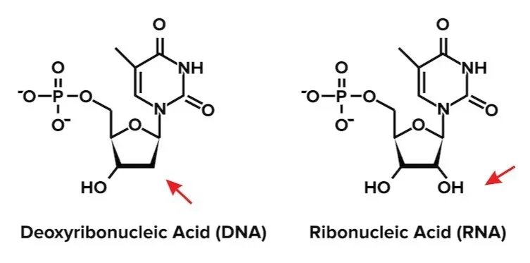 Deoxyribose in DNA (left) lacks a hydroxyl group at the 2' position.