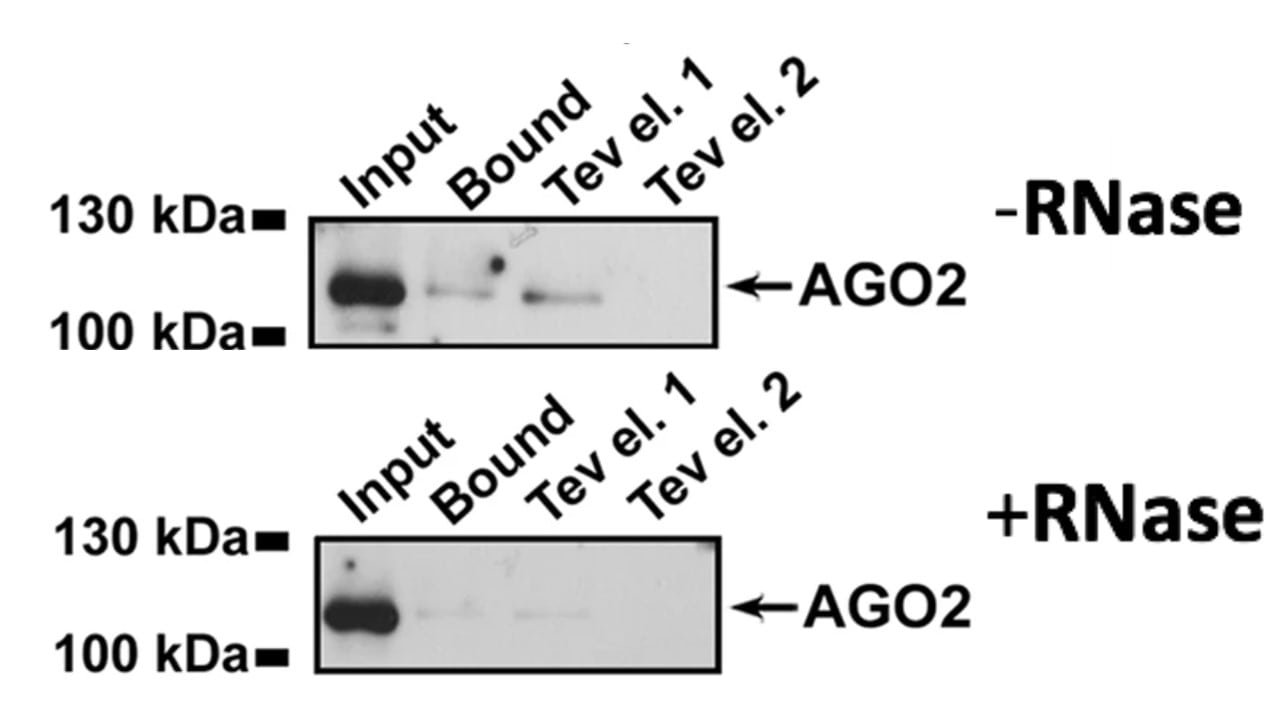 Figure 2. Western blot analysis of AGO2 with and without RNase.