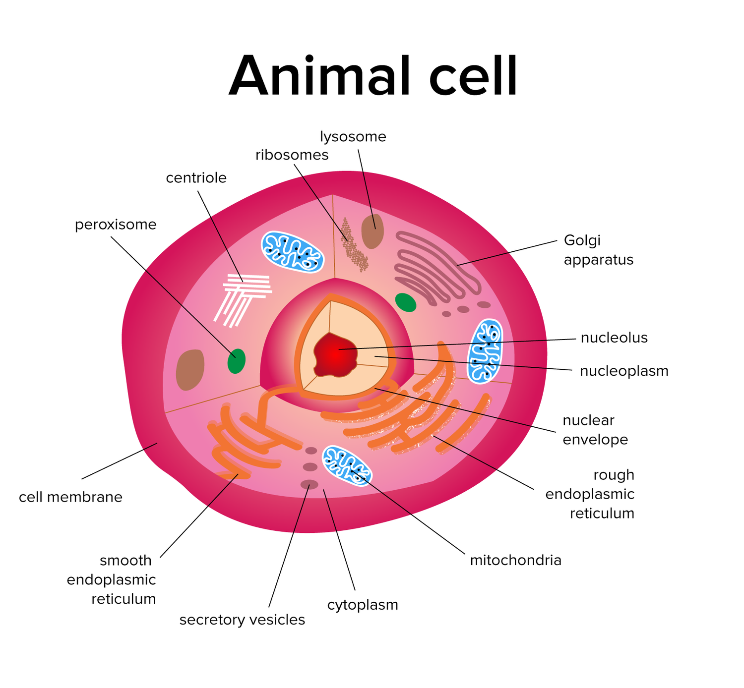 Cells for the DAT — Shemmassian Academic Consulting