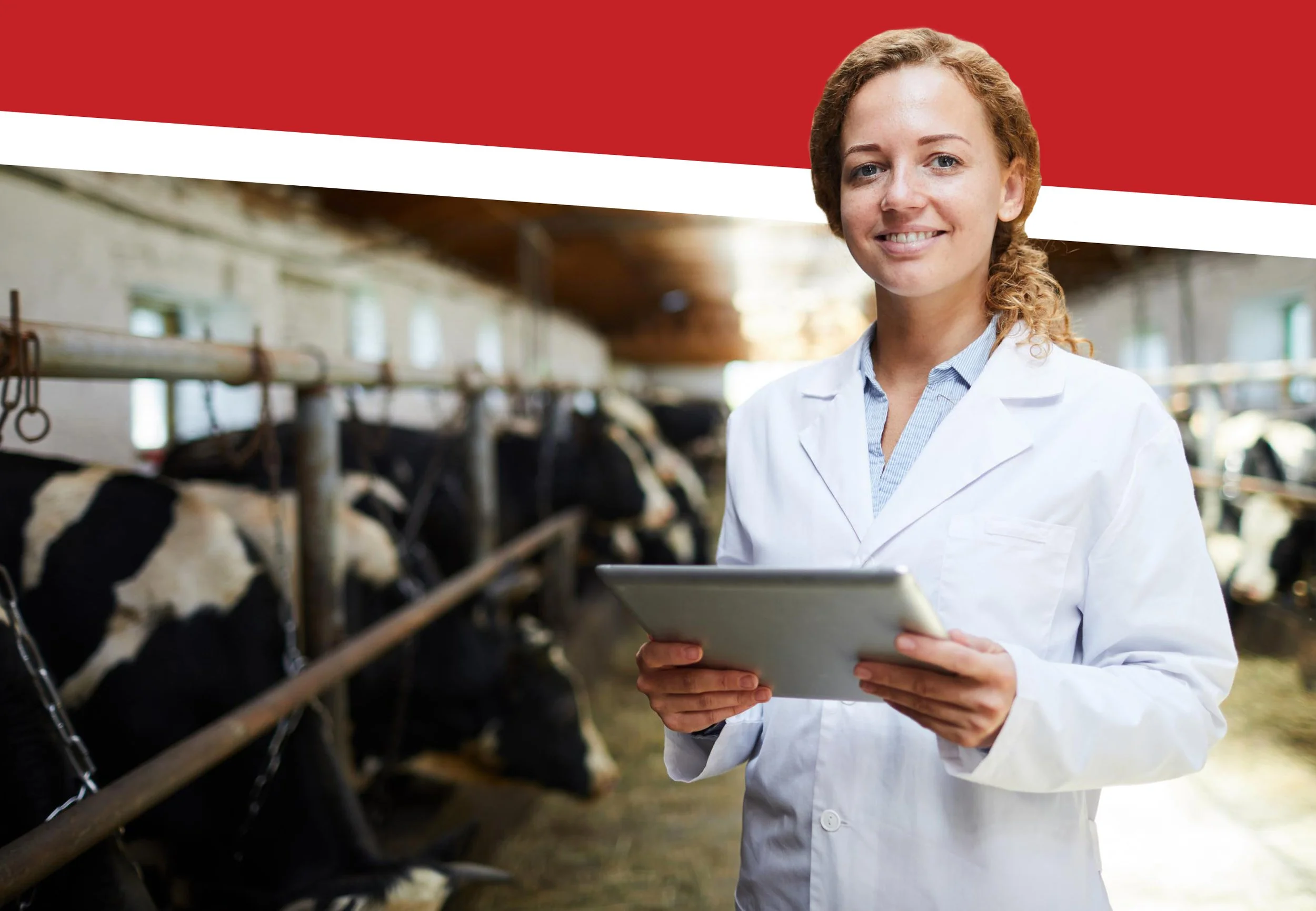 The Best Vet Schools: A Complete List (2020)