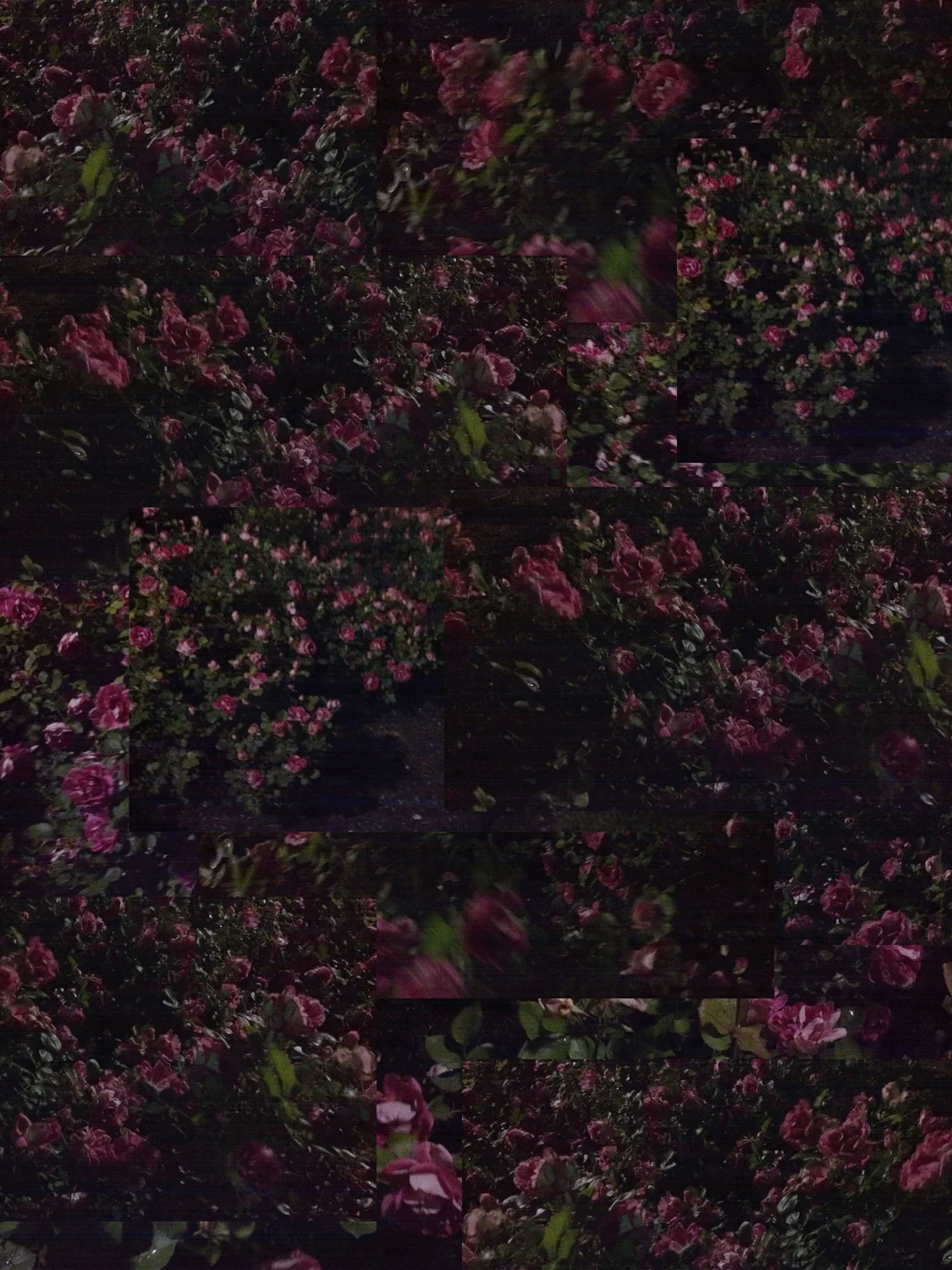 roses flat.jpg