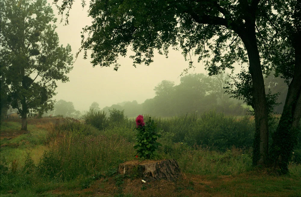 red_flower.jpg