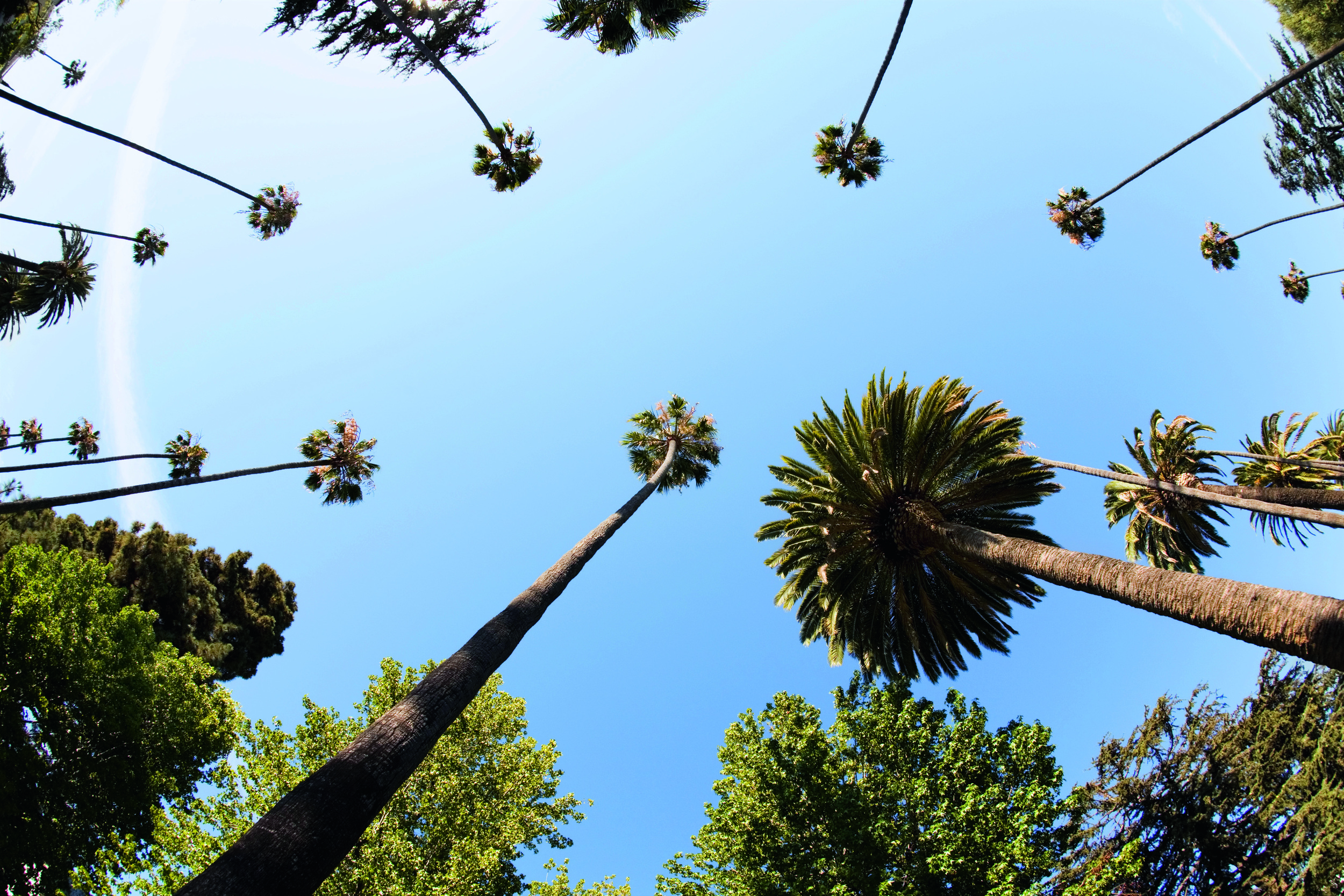 Los Angeles Palm Trees