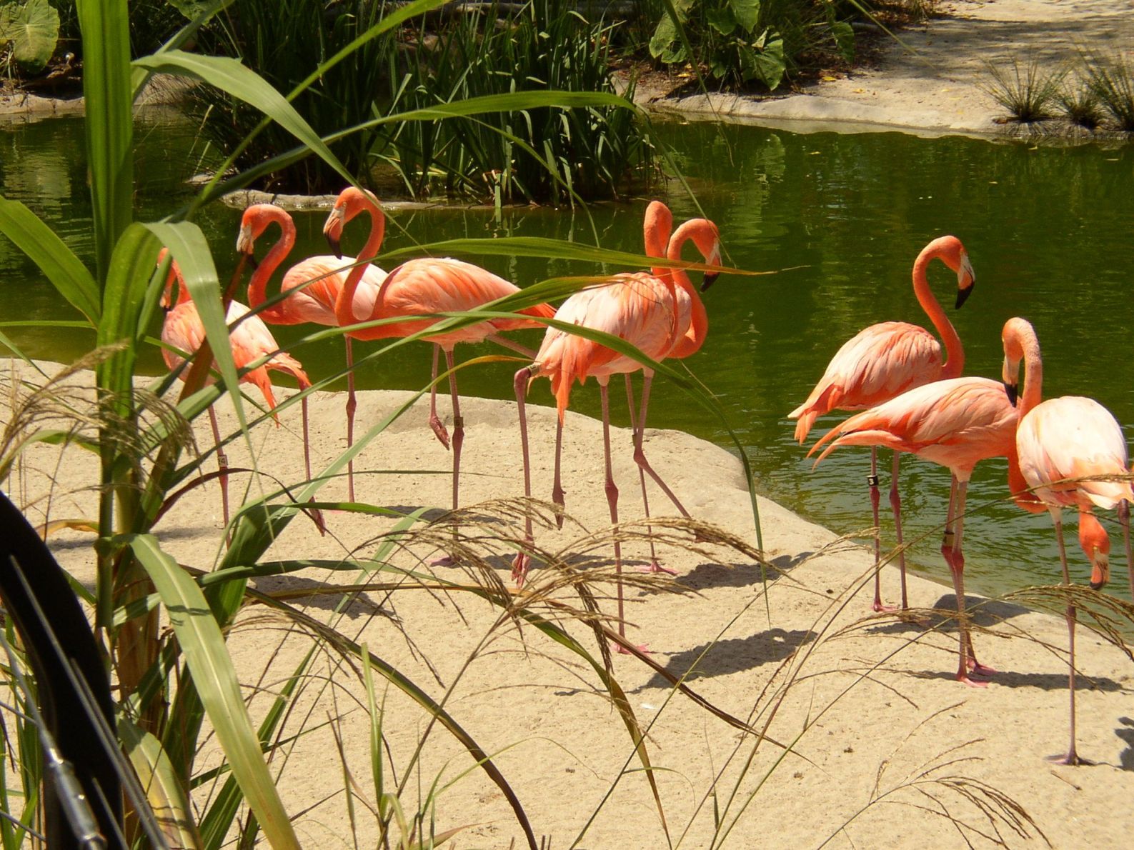 Florida Flamingos.jpg