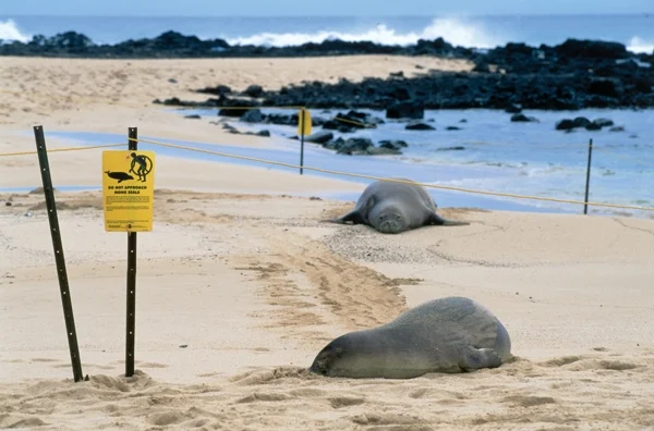 00974.Monk Seals.jpg