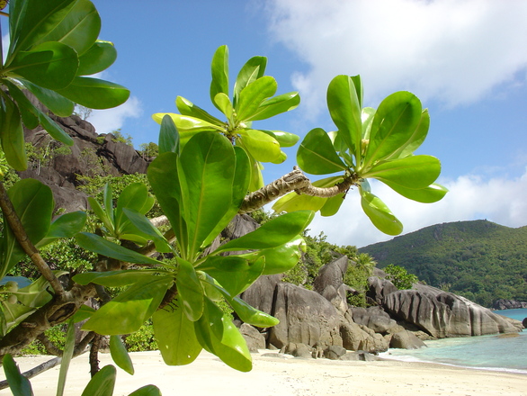 seychelles-flora-1376464.jpg