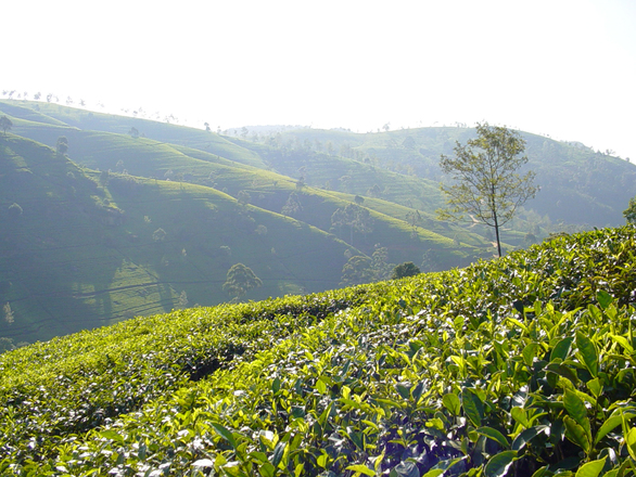 Sri Lanka tea-plantage-1516634.jpg