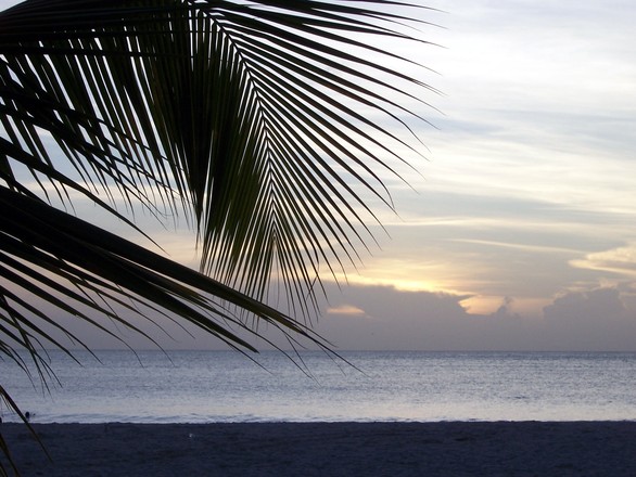 Antigua Palm Tree Sunset