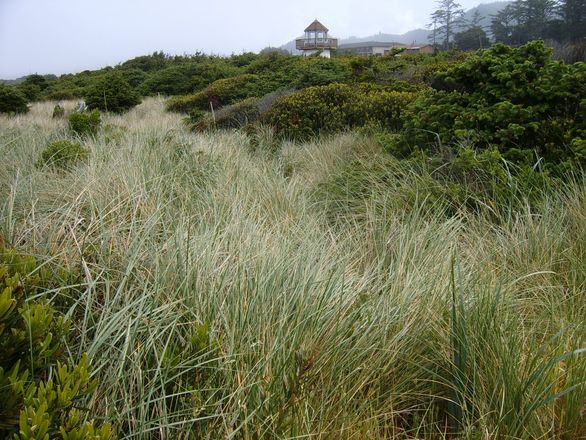 Oregon Lighthouse