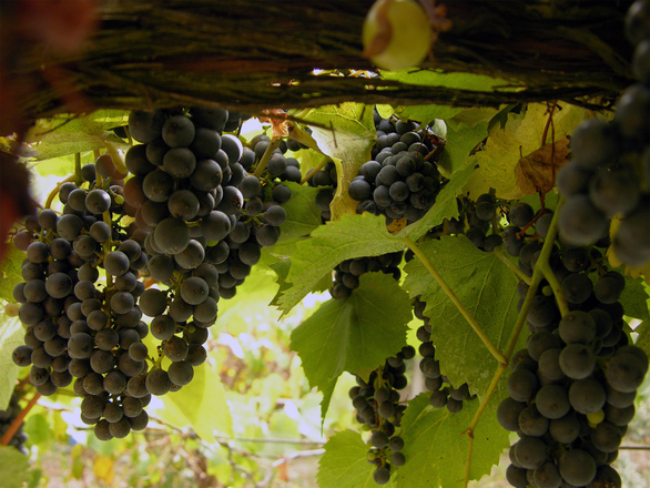 Oregon Grape Harvest