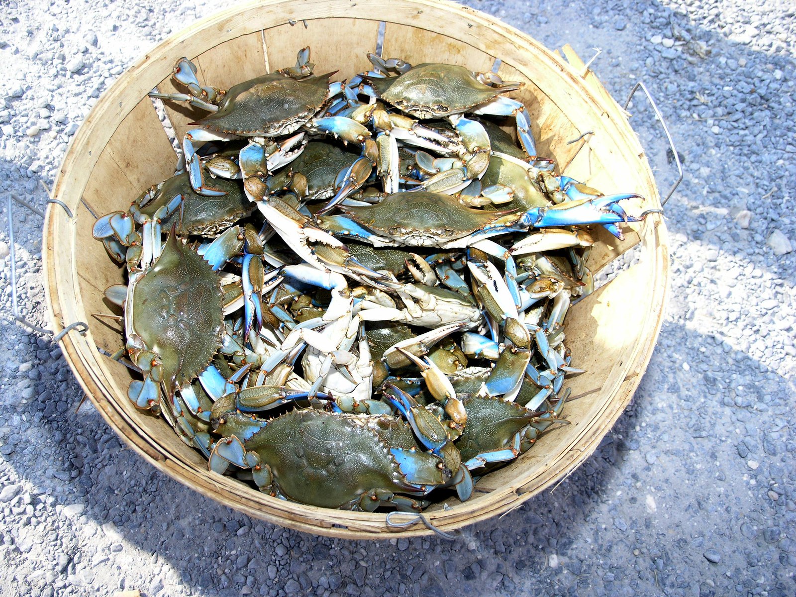 Fresh Maryland Crabs