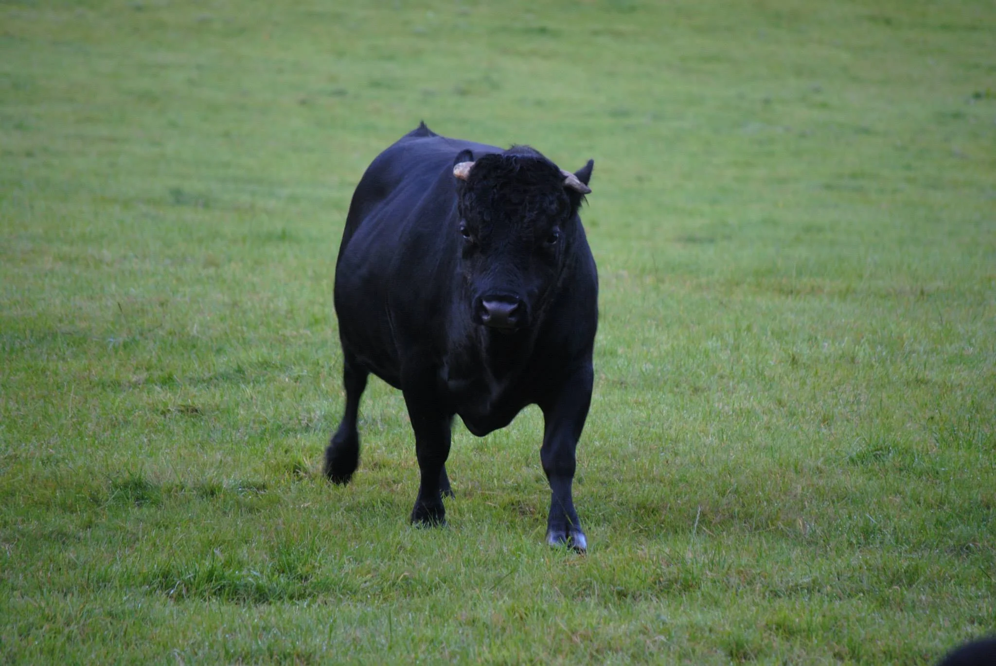 Churcholme St George (aka Gavin) our stock bull.