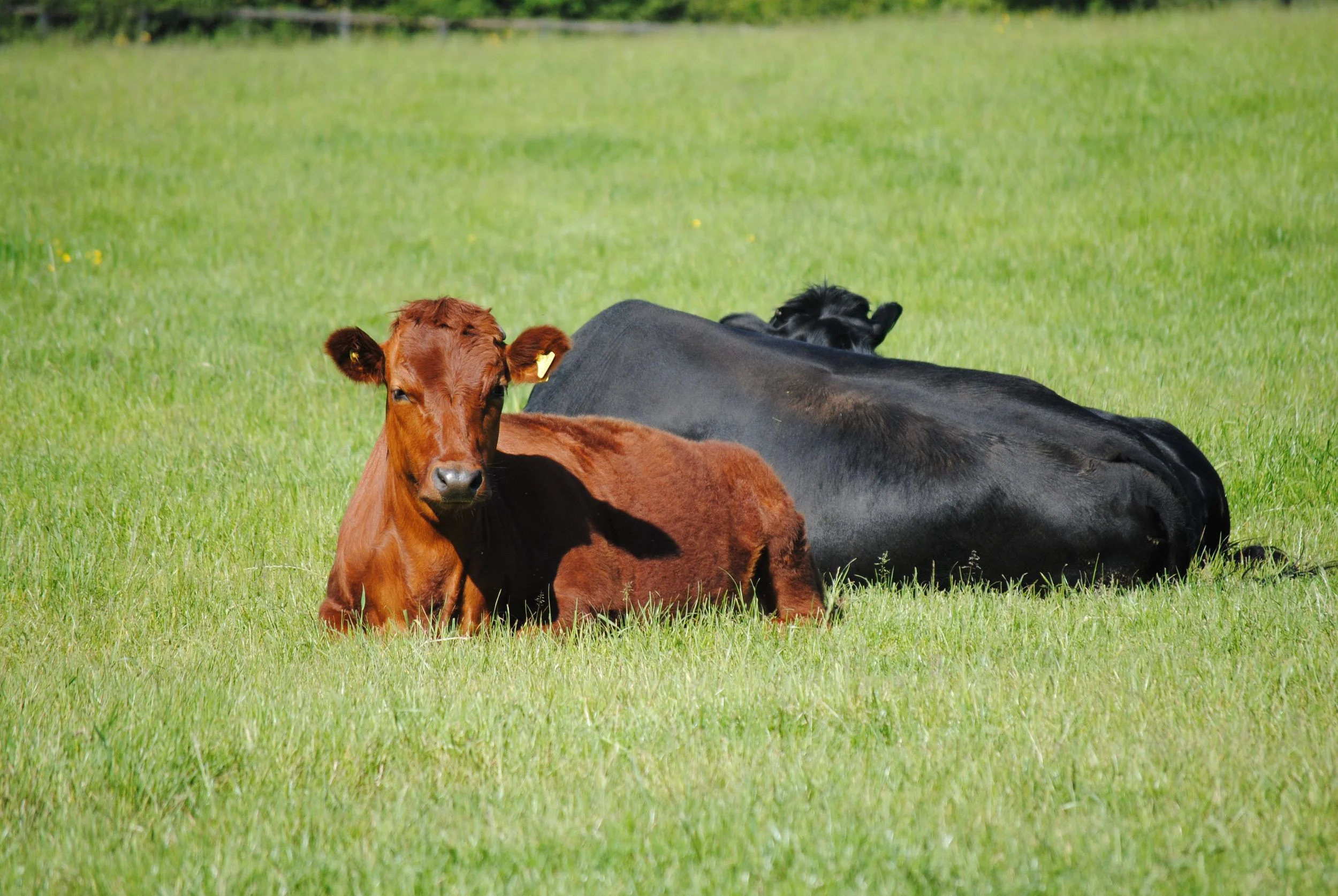 Another of the contented 2014 beef consignment.