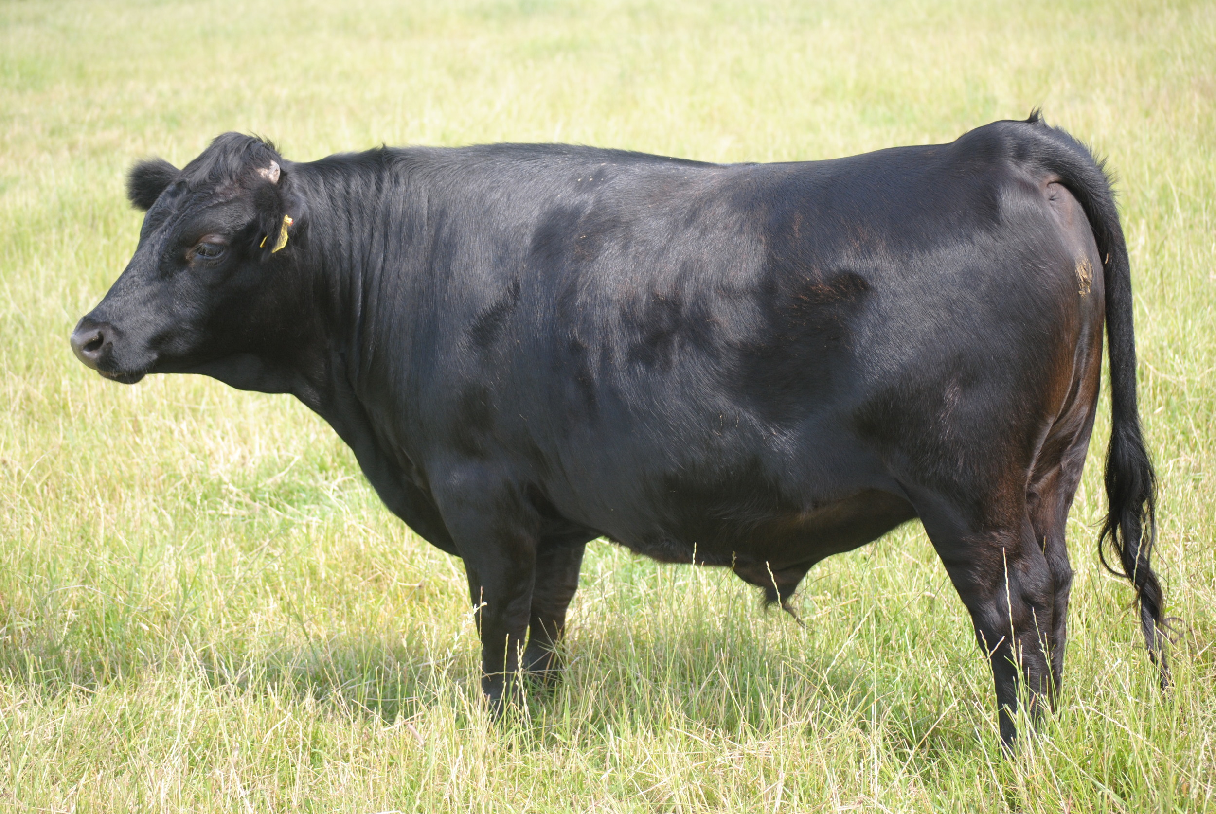 The next steer is ready for the butcher.