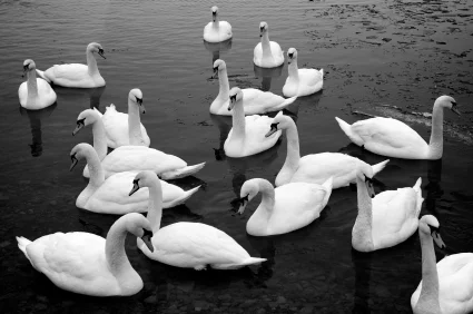 Free_Swans.jpg