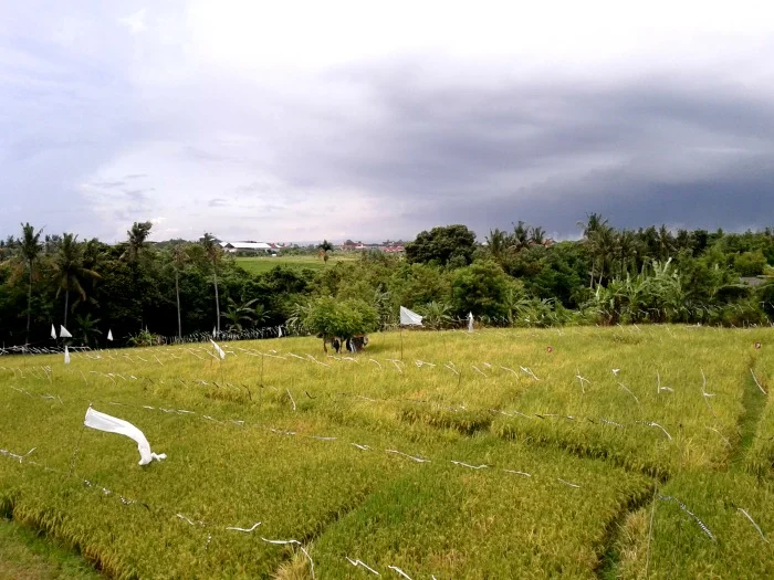 View from the villa