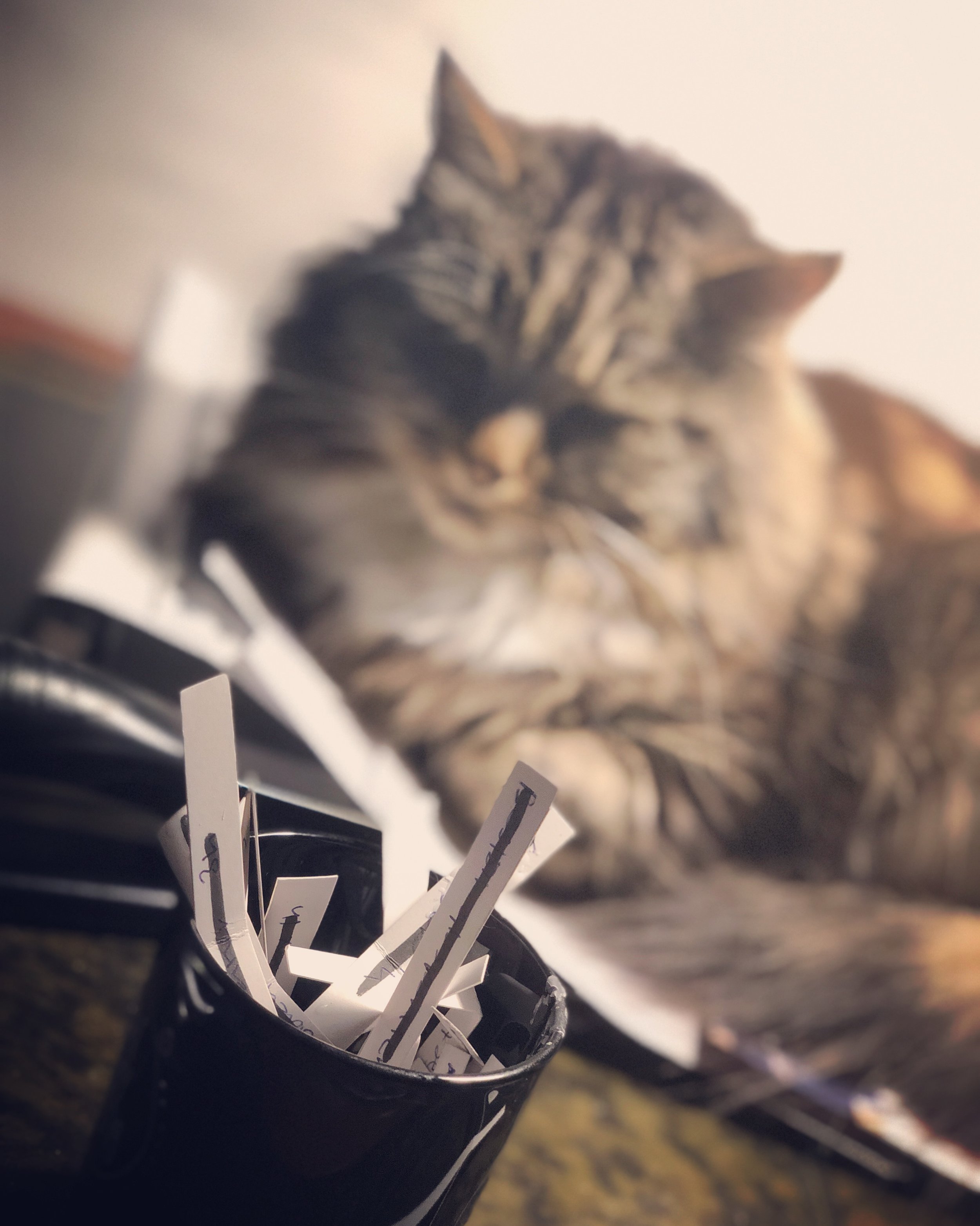 Can't write stuff without putting a picture of my cat somewhere...