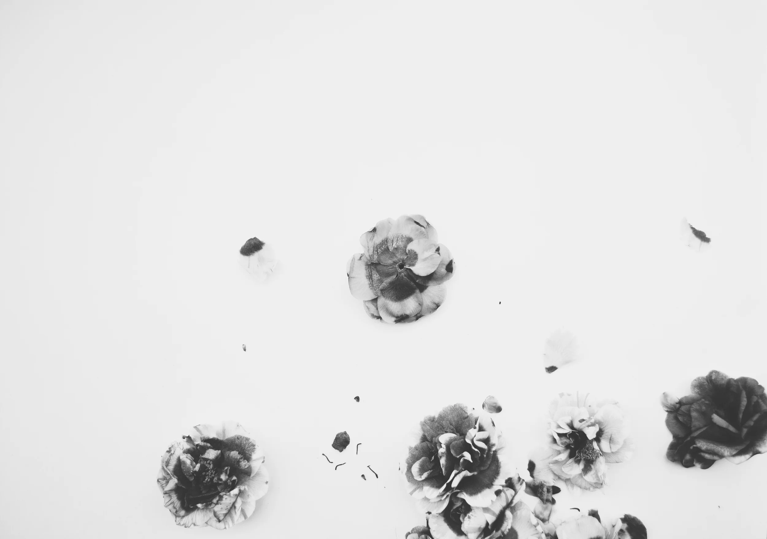 lisa qualls, camellia debris (study for a drawing) , 2015. Photograph on watercolor paper, 21 x 30 inches.