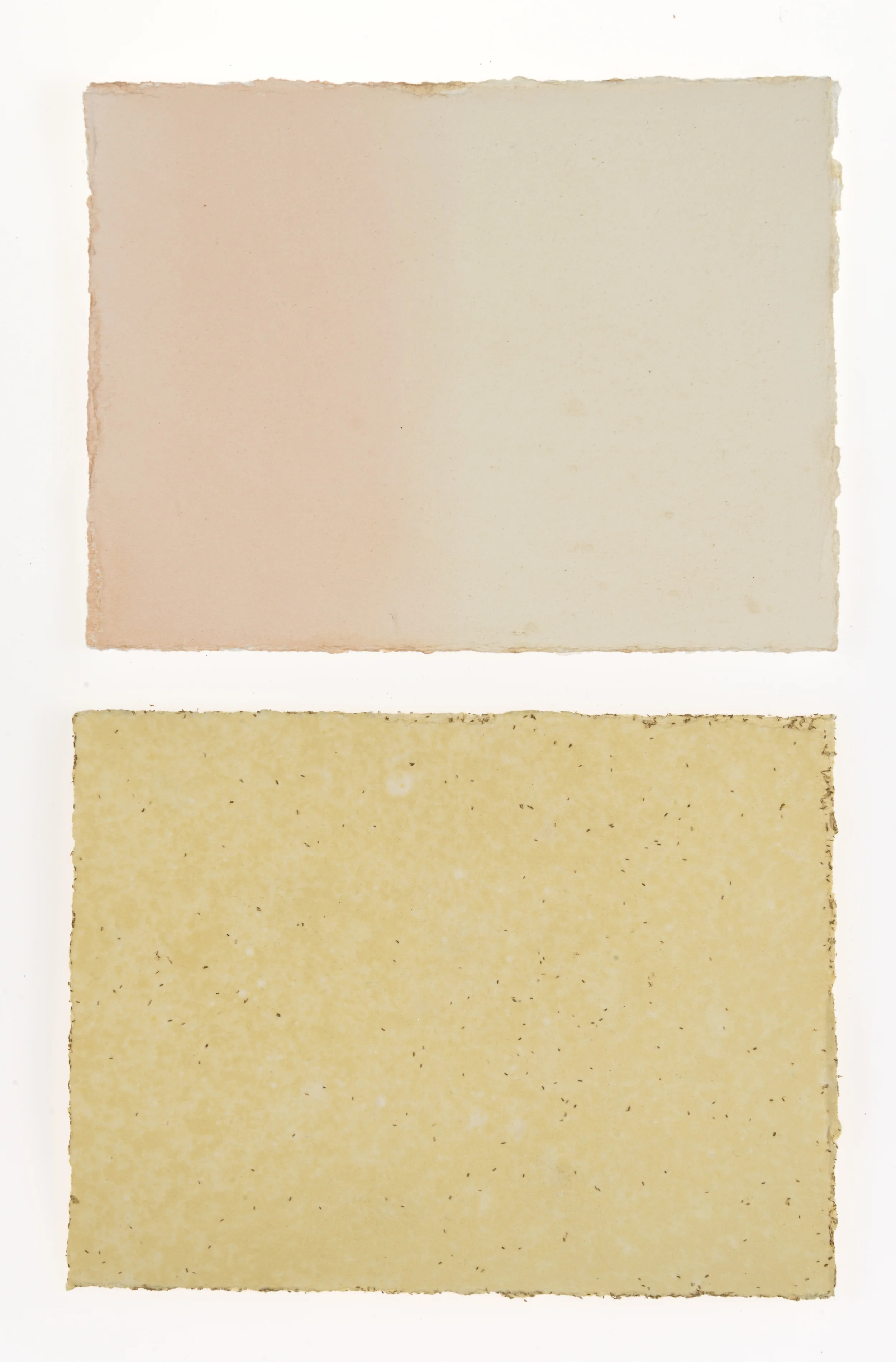 cornelia white swann, manzanilla en la Iluvia , 2014. beet root, chamomile on paper, 13 x 8 1/2 inches. documented february 2015.