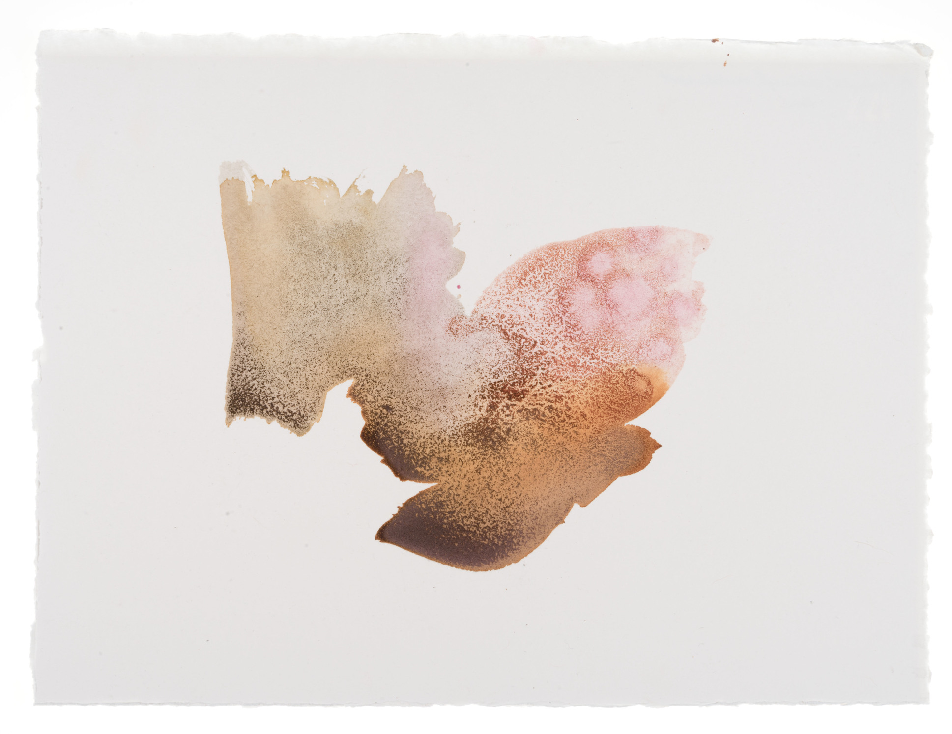 cornelia white swann, a thorny gesture , 2016. marigold, cochineal, and madder root on watercolor paper, 11 1/2 x 15 inches. documented january 2016.
