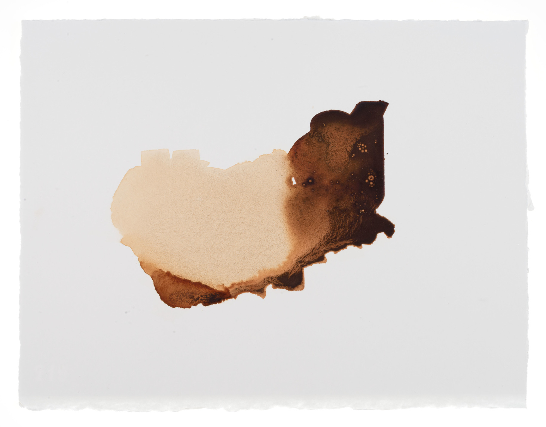 cornelia white swann, Of the Earth , 2015. Madder root on watercolor paper, 11 1/2 x 15 inches. Documented January 2015.