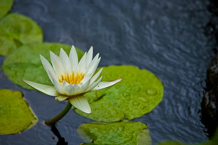 044. waterlily.jpg