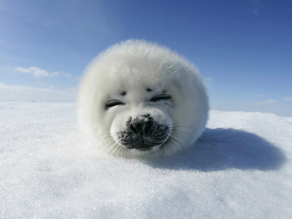 via http://lovinlosing.com/wallpaper/3383/animal-life-all-animals-baby-seal-canadian-hd-background-widescreen.html