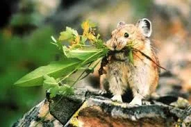 via http://raysweb.net/wildlife/pages/06.html