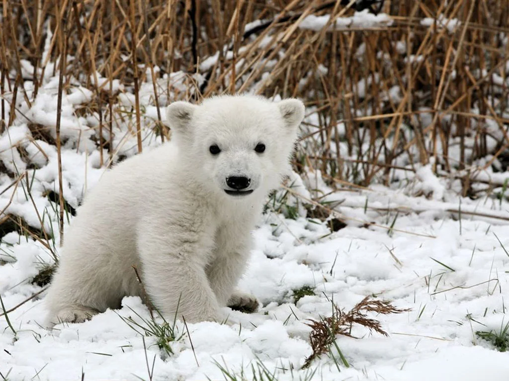 via http://www.pageresource.com/wallpapers/12383/polar-bear-baby-3-hd-wallpaper.html
