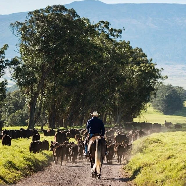 Parker Ranch (@parker_ranch_hawaii) in the good old days... which was actually only a couple weeks ago, but it was when I couldn&rsquo;t have even imagined what life in the time of a pandemic would be like. On this day my heart was overflowing to be 