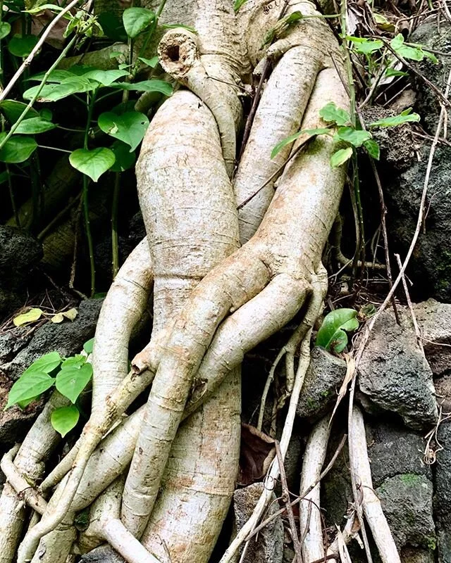 Earth Day Couple Goals... I hope some day (when it is safe to be less distant) someone will hug you like this tree hugs itself. 💚#earthday #couplegoals