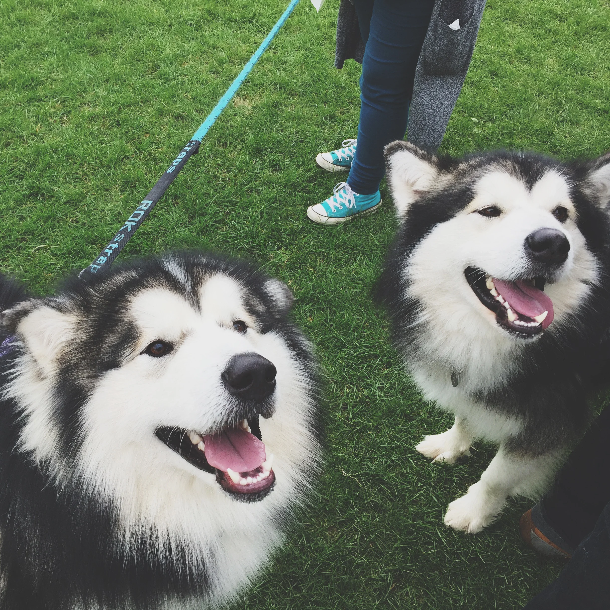 Pup Aid 2015