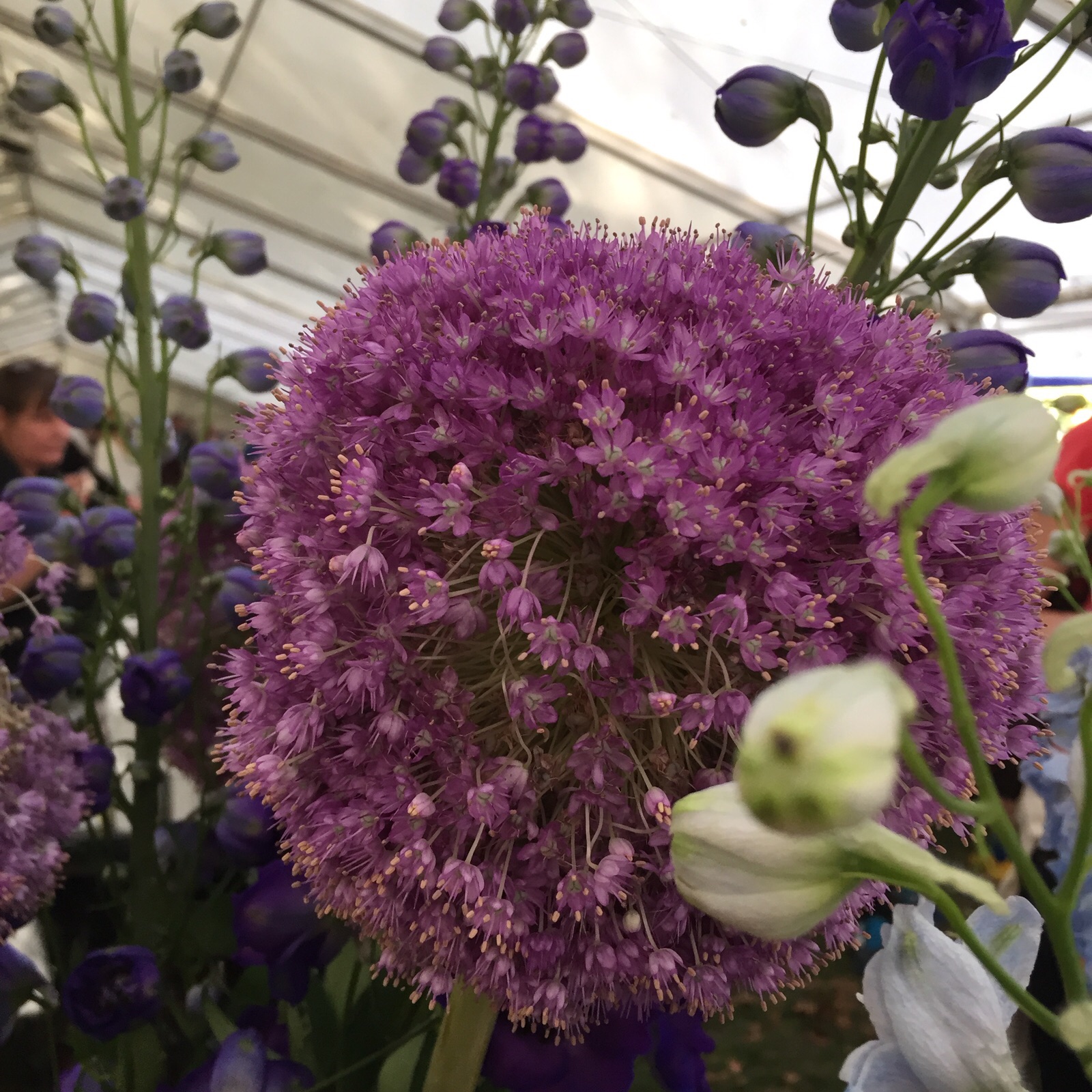 Some amazing colours-&nbsp;these were some of our favourites!