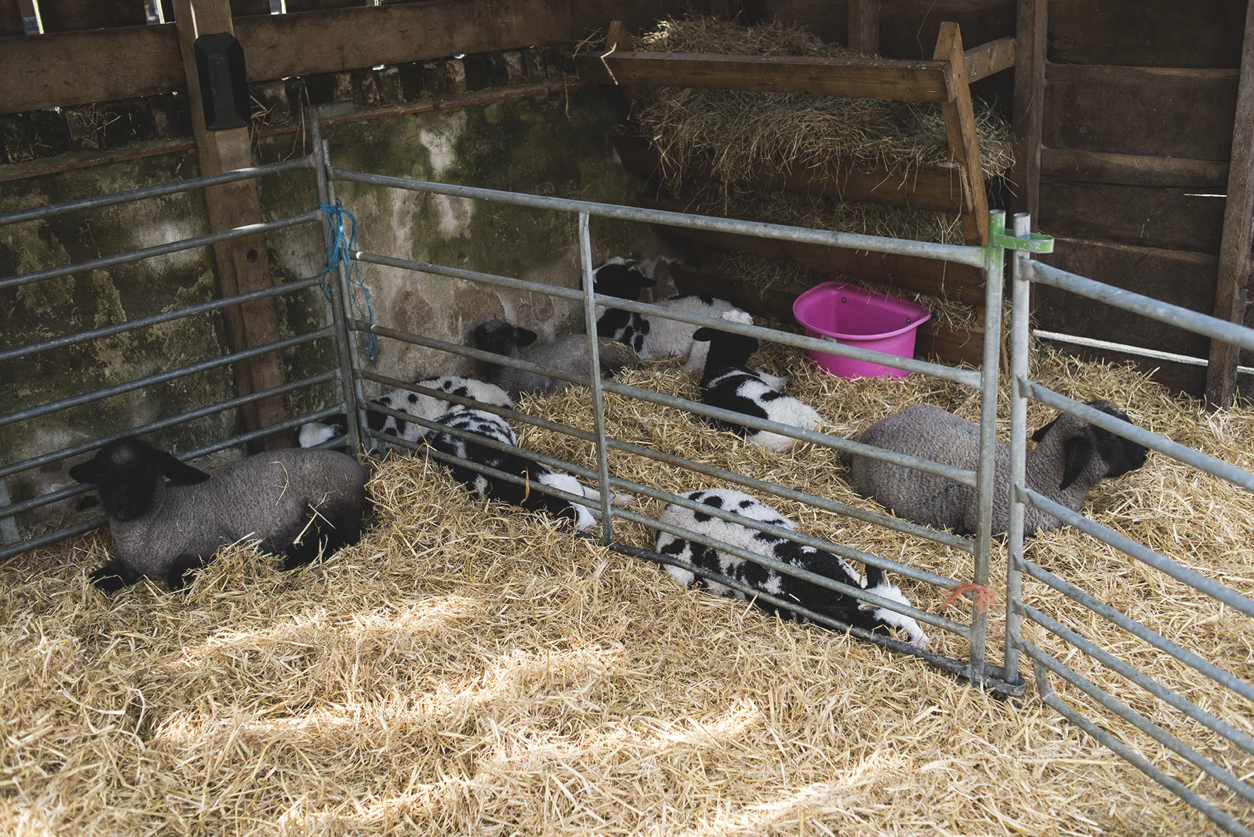 Baby goats... we fell in love!