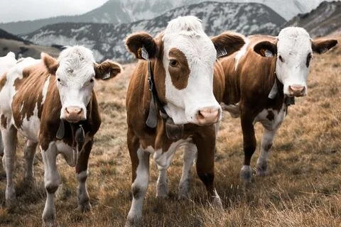 A guide to vegan leather (holiday shopping edition)!