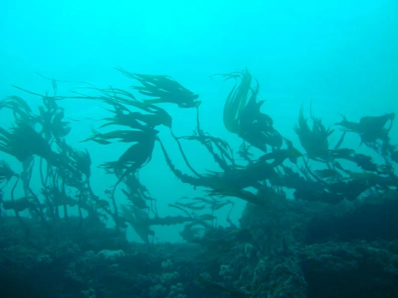 dscf0041.jpg