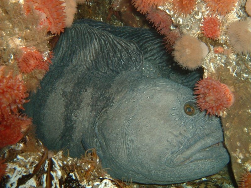 (Gråsteinbit, anarhichas lupus) (Foto: Trond Arne Rønning, Ørnneset i Saltstraumen)