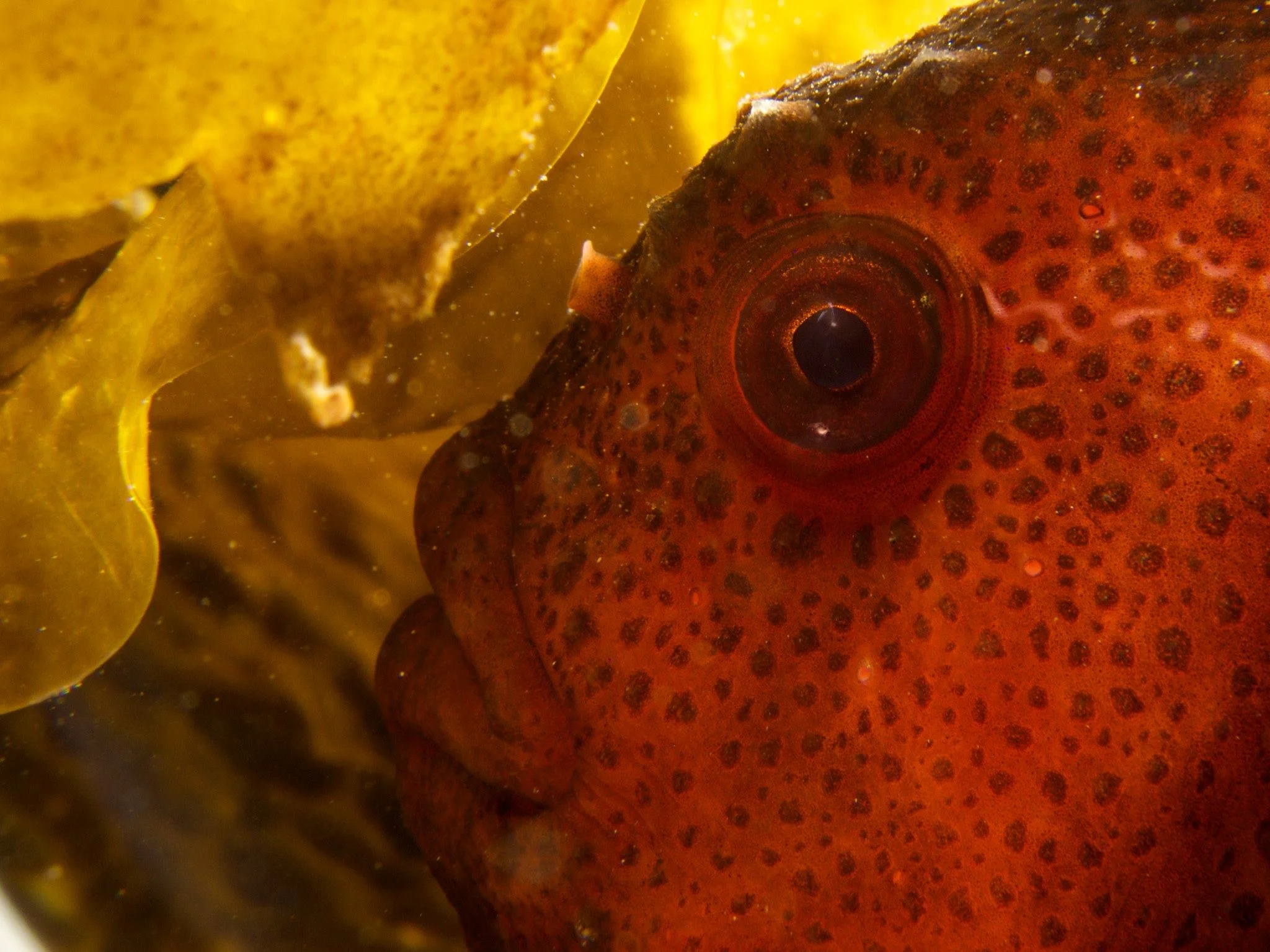 Dykking i Mørkvedbukta, innsamling av havdyr til Forskningsdagene