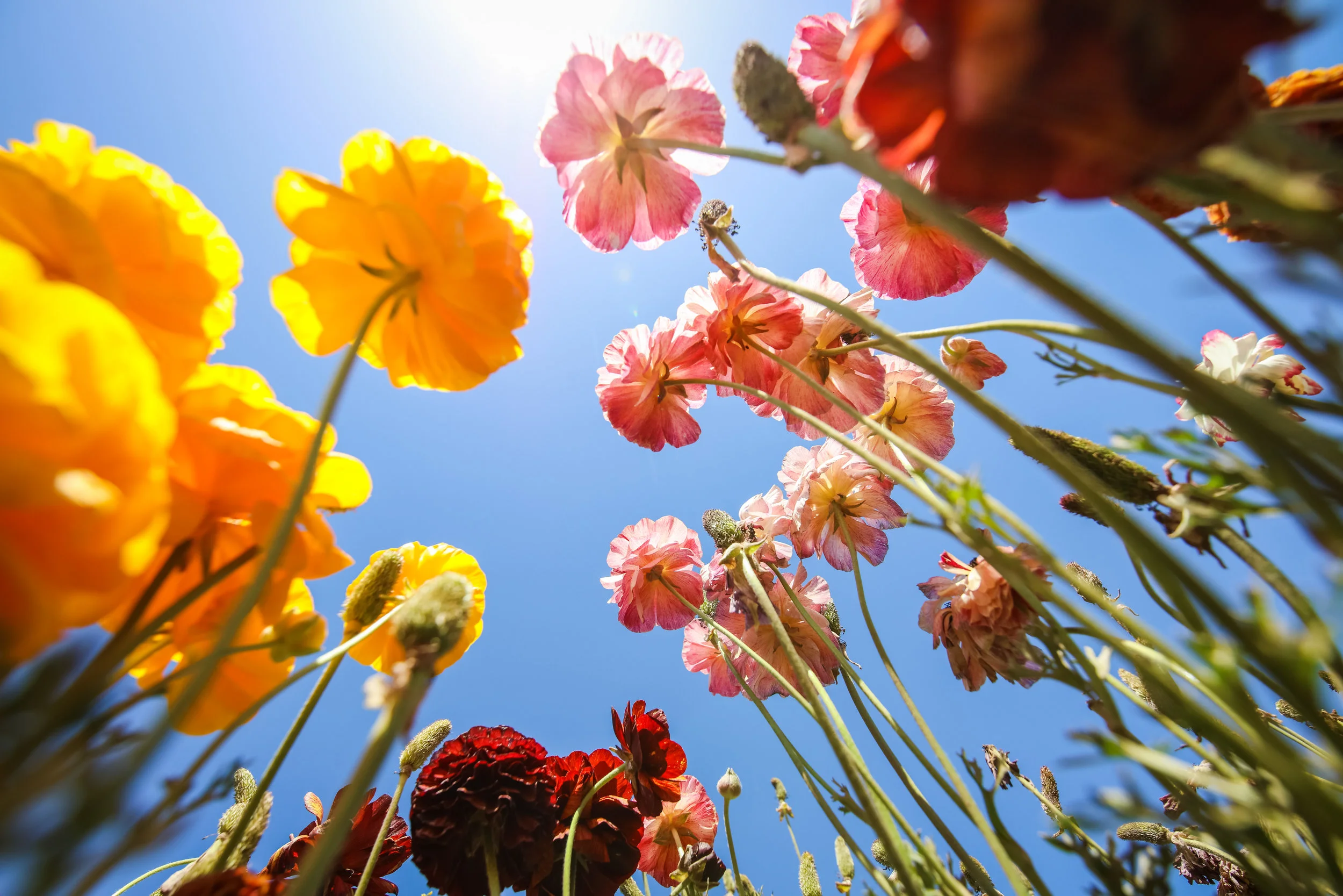 Flower Fields-7.jpg