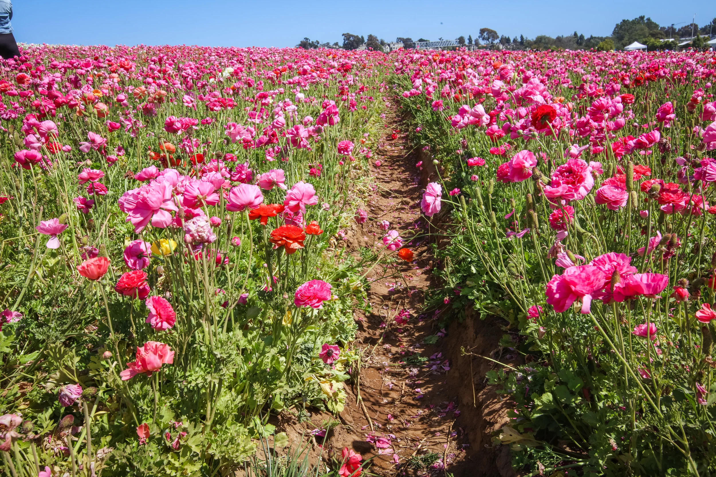 Flower Fields-27.jpg